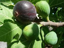 Battaglia Green Fig Cutting – Ficus carica Scion with 3+ Nodes, Over 8 Inch Unrooted Cutting for Propagation